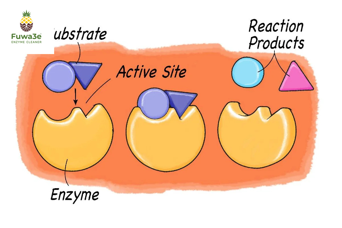 Enzyme có tác dụng đẩy nhanh quá trình phân giải các phân tử kích thước lớn.